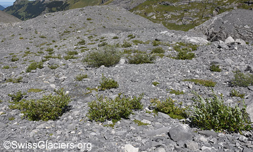 Green northern glacier foreland. Photo taken on 7. September 2024.
