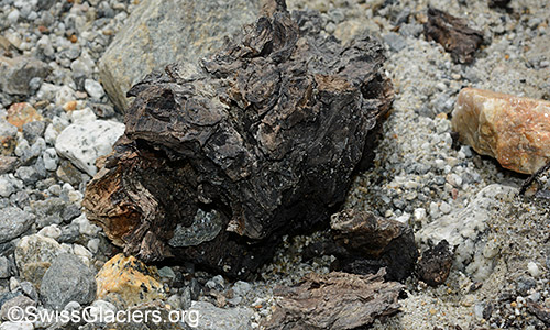 Wood find 1 from 4.7.2020 in front of the Unteraar glacier