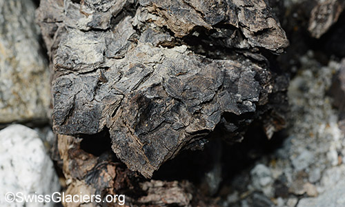 Detail of wood find 1 from 4.7.2020 in front of Unteraargletscher.