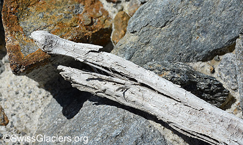 Detail of wood find 2 from 4.7.2020 in front of Unteraar glacier.