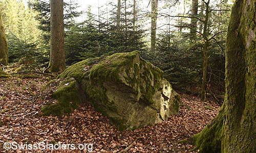 Erratik block overgrown with moss in a forest of the Swiss Mittelland.